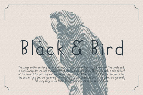 Black Bird